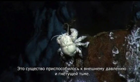 Create meme: crab Yeti , crab etty, This creature has adapted to the external pressure and oppressive darkness