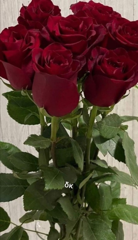 Создать мем: красивые розы, розы эквадор, большие розы