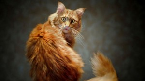 Create meme: a funny picture of red Maine Coon, the ginger Maine Coon, funny ginger cat