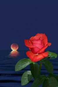 Create meme: beautiful roses