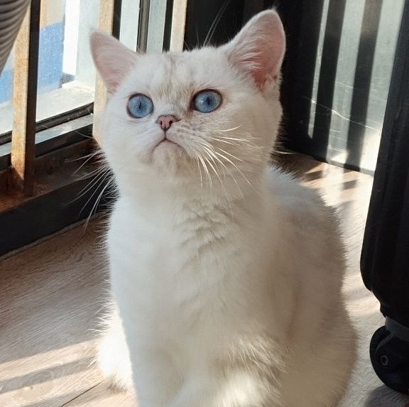 Create meme: British chinchilla point, British cat , white british chinchilla