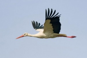 Create meme: Stork