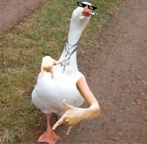Create meme: goose, goose funny, cool goose