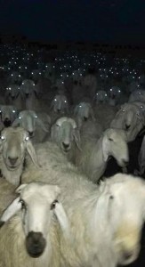 Создать мем: овца баран, страх овцы, ночные овечки