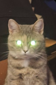 Create meme: lamp cat, people , cat 