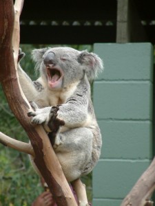 Create meme: yawn, koala bear, yawns