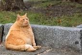 Create meme: red cat, fat cat, fat cat