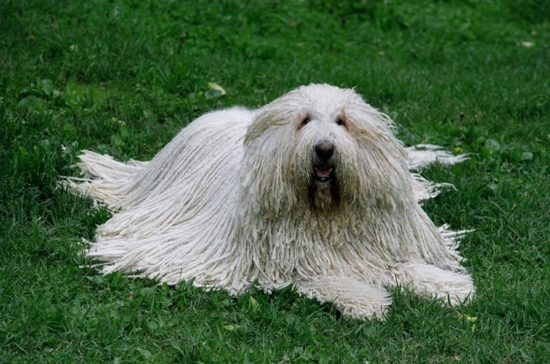 Create meme: Komondor Hungarian Sheepdog, Hungarian Sheepdog, komondor dog hungarian shepherd