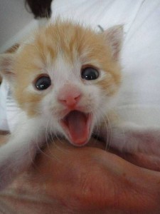 Create meme: surprised kitty, kitten redhead, cat