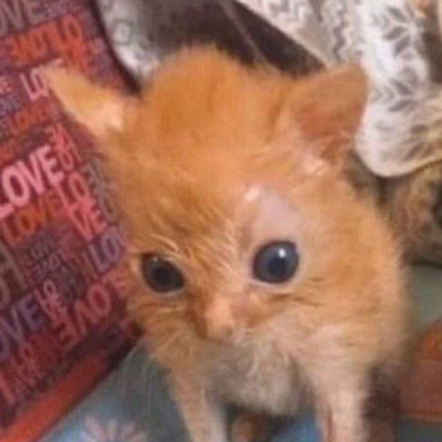 Create meme: ginger cat, red cat , cute cats funny