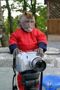 Создать мем: фотограф и животные, обезьяна фотограф, приматы приколы