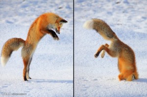 Создать мем: обыкновенная лисица, лисица мышкует, мышкование лисы