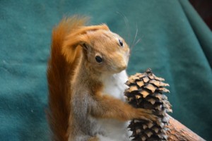 Create meme: funny squirrels, proteins animals, protein