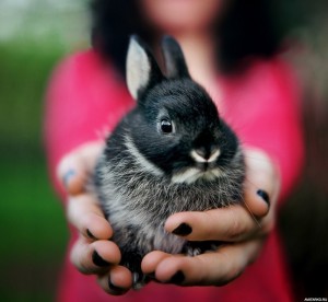 Создать мем: кролик, венский черный кролик, декоративный карликовый кролик