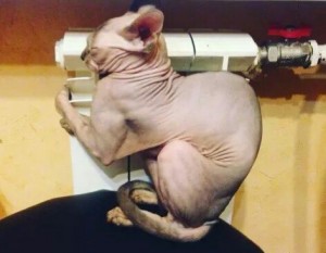 Create meme: Sphynx, Sphynx cat, Sphinx