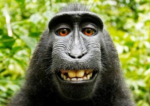 Создать мем: глаза обезьяны, краснопопая макака, макака фото