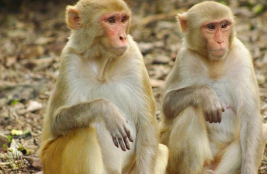 Create meme: rhesus monkey. , rhesus monkey macaque, baby monkey