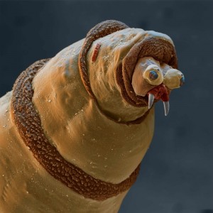 Создать мем: лицо червяка под микроскопом, опарыш под микроскопом, смешной червь под микроскопом