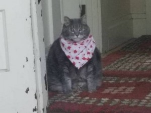 Create meme: cat, cat in a bib