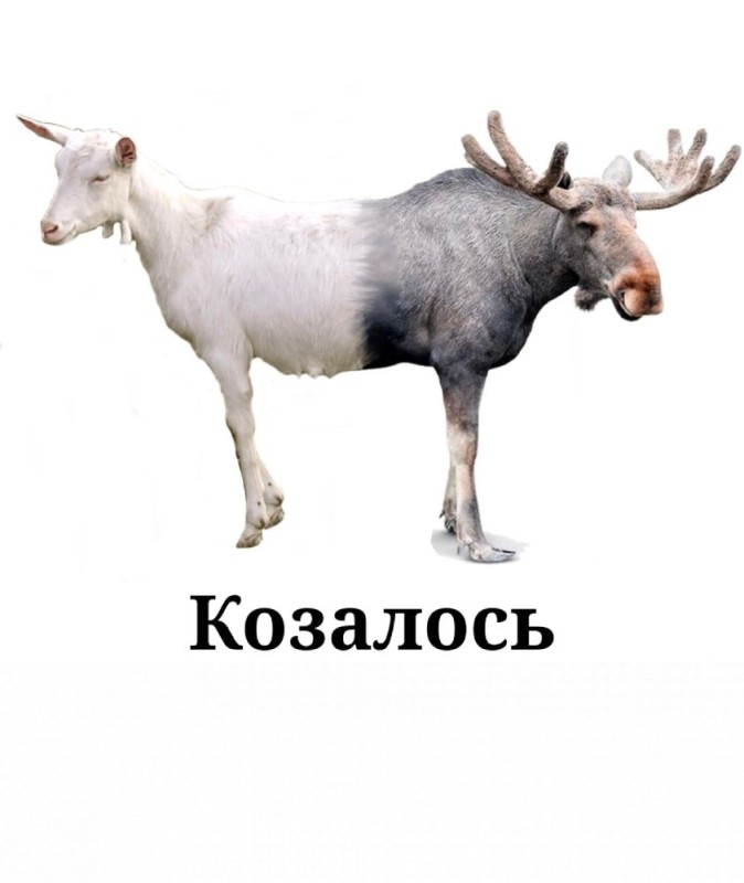 Create meme: pets for kids goat, goat moose bull, The cinder block was broken