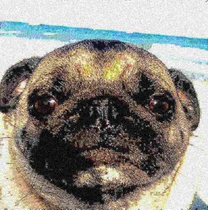 Create meme: pug pug, dog pug, pug