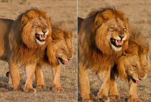 Create meme: national reserve the Masai Mara, wildlife photographer, a lion face