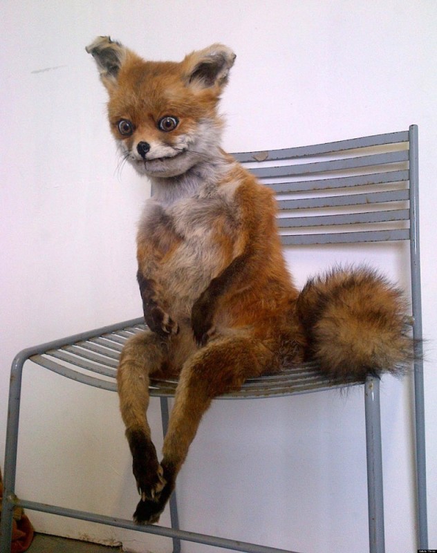 Create meme: a stoned fox on a chair, a fox on a chair, a stuffed Fox 