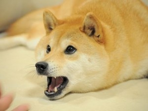 Create meme: Mastiff, dogecoin, dogs meme