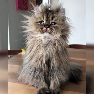 Создать мем: кот барнаби, лохматый кот, барнаби персидский кот