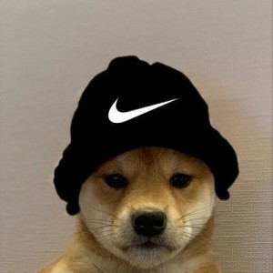 Создать мем: twitch.tv, dog with hat, собака