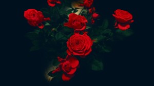 Create meme: the Wallpapers rose on a black background, red roses, red roses background