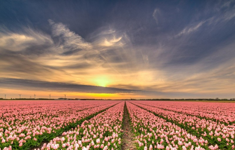Создать мем: поле небо, голландия тюльпановые поля мельница, красивые цветы в поле