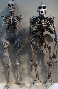 Создать мем: рок скелет 2000x2000 размер, получеловек скелет, человеческий скелет