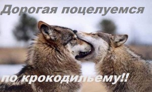 Create meme: kiss wolves, wolves kissing, pictures of wolves bites the wolf