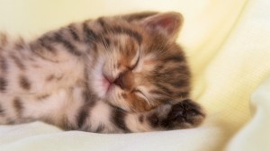 Создать мем: милые коты, милые спящие котята, сонный котик