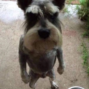 Create meme: dog Schnauzer, dog breed miniature Schnauzer, the miniature Schnauzer