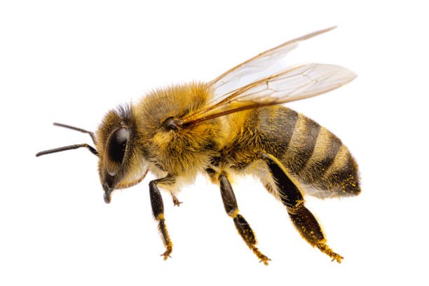 Создать мем: медоносная пчела на белом фоне, пчелы на белом фоне, пчела вид сбоку
