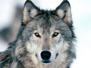 Create meme: proud wolf, grey wolf, wolf