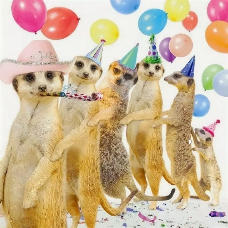 Create meme: funny cards for birthday, Birthday, meerkats 