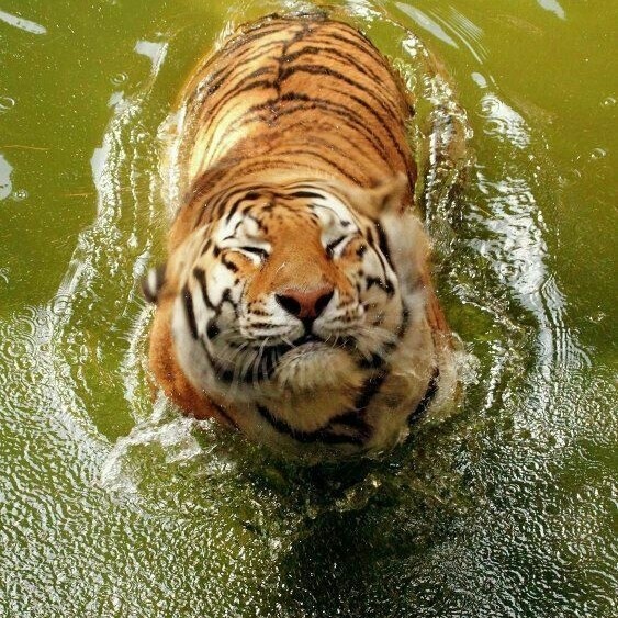 Создать мем: водный тигр, амурский тигр плавает, водяной тигр