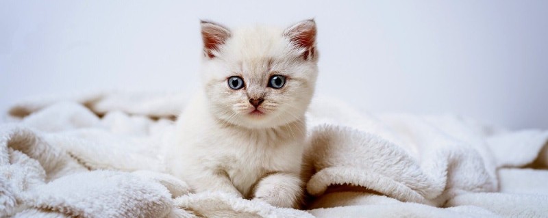 Create meme: cat British, kitties , cute cats