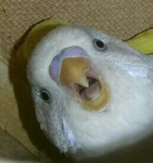 Create meme: parrot, meme with a parrot fuck San, what is it, Corella crying meme