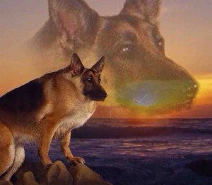 Create meme: shepherd max, German shepherd dog