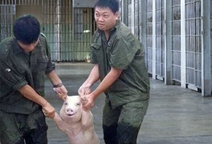 Создать мем: китайцы свиньи, тащат свинью, счастливая свинья
