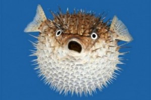 Create meme: hayvan, porcupine, blowfish