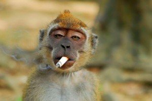 Создать мем: обезьяна с сигаретой, обезьянка с сигаретой, обезьяна с сигарой