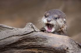 Создать мем: otter baby, выдра, выдра фото зверька