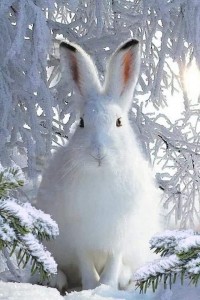 Создать мем: зайка доброе утро зимой, доброе утро зима зайцы, заяц беляк зима лес