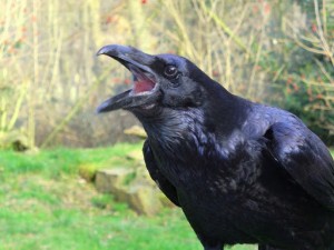 Create meme: The Crow, the Raven croaks, cawing crow