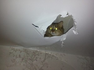 Создать мем: порванный натяжной потолок, дырка в натяжном потолке, коты и натяжные потолки